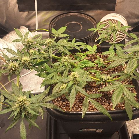 1️⃣-Fast Buds Mix - Auto growlog timeline photo