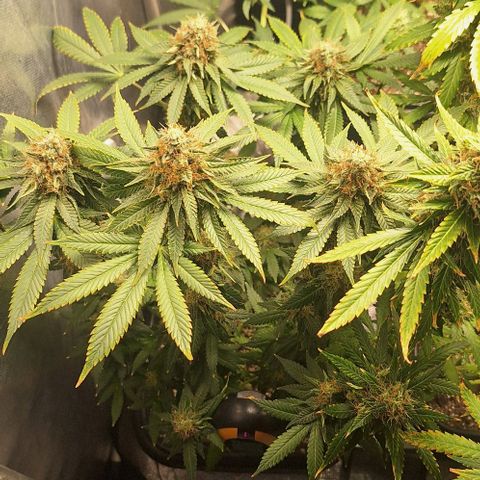 Lebron Haze - BSF growlog timeline photo