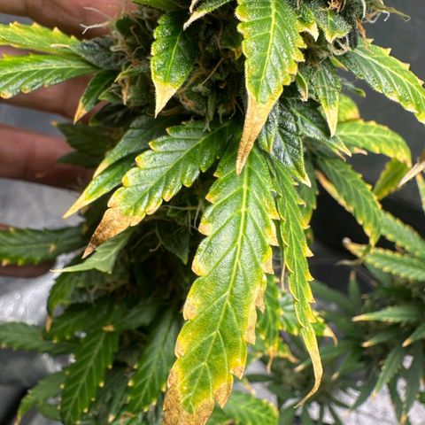 Withe Widow Auto - Trikoma seeds growlog timeline photo