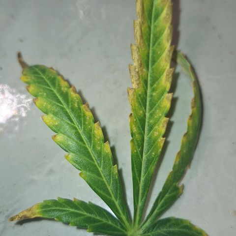 Withe Widow Auto - Trikoma seeds growlog timeline photo