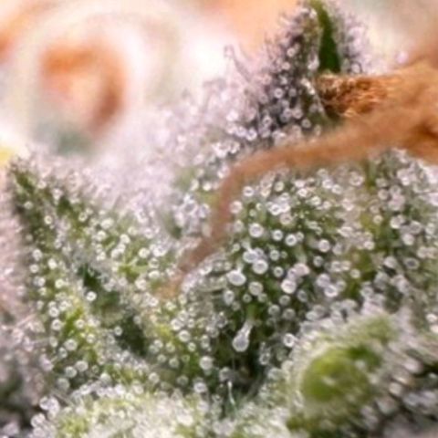 Lebron Haze - BSF growlog timeline photo