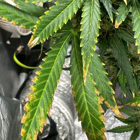 Withe Widow Auto - Trikoma seeds growlog timeline photo