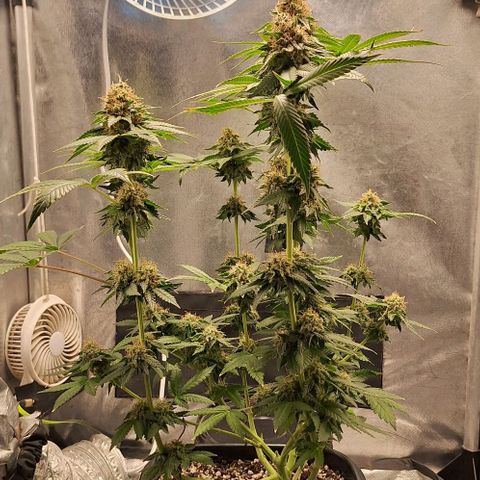 Lebron Haze - BSF growlog timeline photo