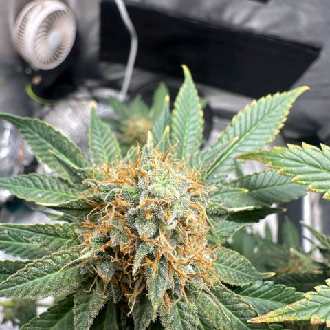 Lebron Haze - BSF growlog timeline photo