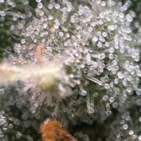 Withe Widow Auto - Trikoma seeds growlog timeline photo