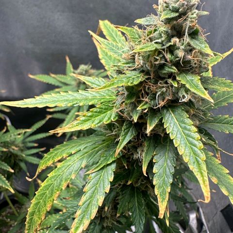 Withe Widow Auto - Trikoma seeds growlog timeline photo