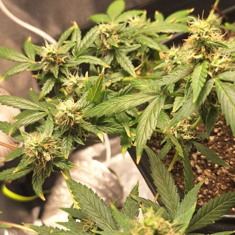 1️⃣-Fast Buds Mix - Auto growlog photo: 400ml água - bacillus thuringiensis