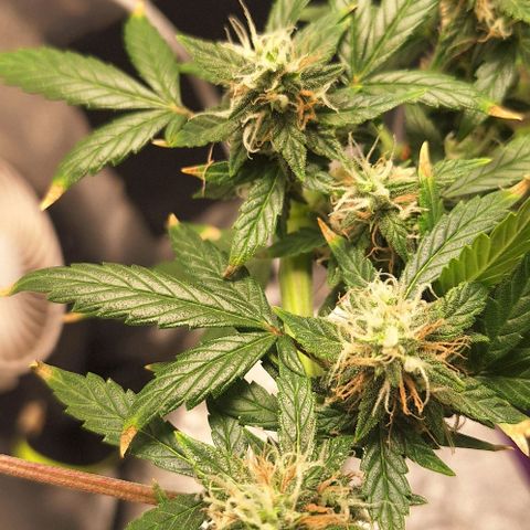 1️⃣-Fast Buds Mix - Auto growlog photo: 400ml água - bacillus thuringiensis