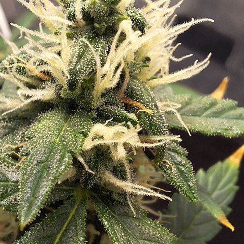 1️⃣-Fast Buds Mix - Auto growlog photo: 400ml água - bacillus thuringiensis
