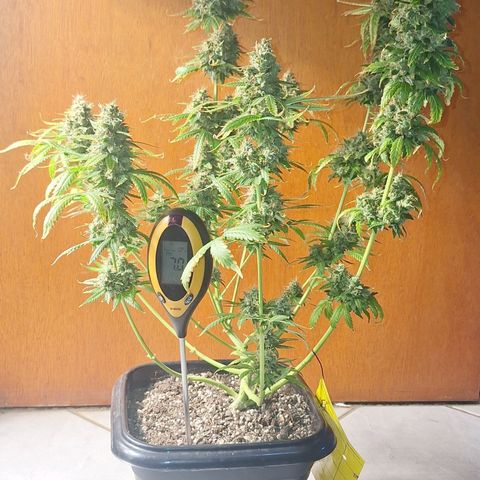 Withe Widow Auto - Trikoma seeds growlog timeline photo