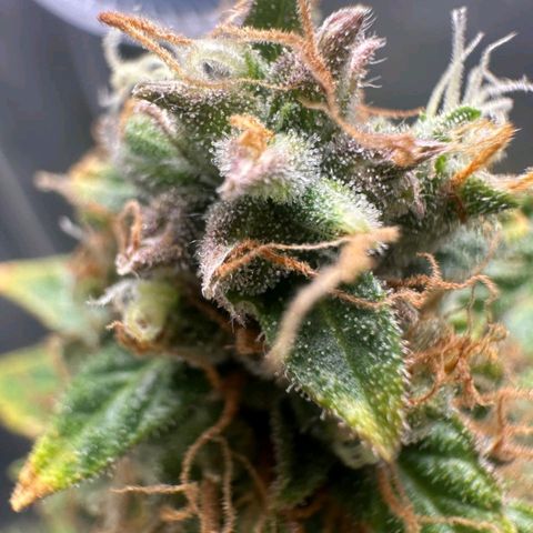 Withe Widow Auto - Trikoma seeds growlog timeline photo