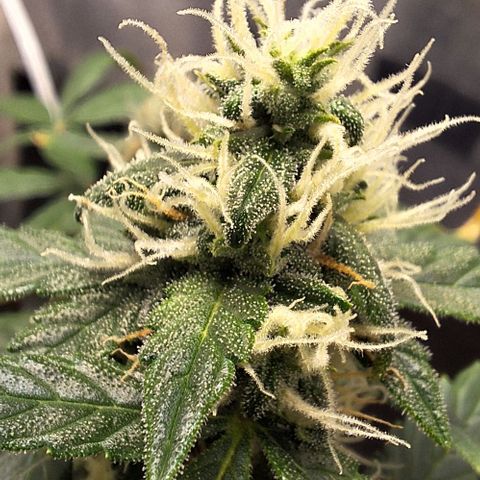 1️⃣-Fast Buds Mix - Auto growlog photo: 400ml água - bacillus thuringiensis