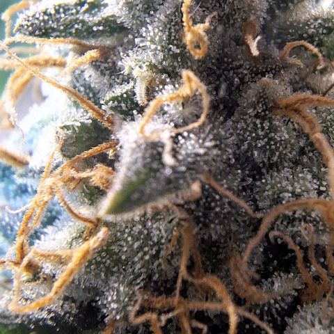Lebron Haze - BSF growlog timeline photo