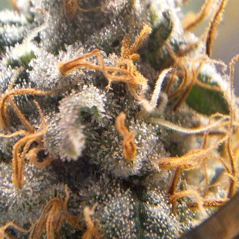 Lebron Haze - BSF growlog timeline photo