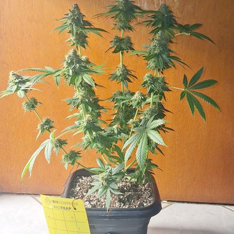 Lebron Haze - BSF growlog timeline photo