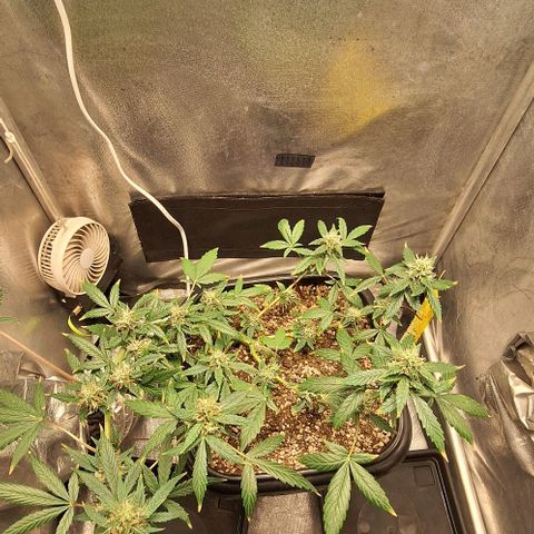 1️⃣-Fast Buds Mix - Auto growlog photo: 400ml água - bacillus thuringiensis