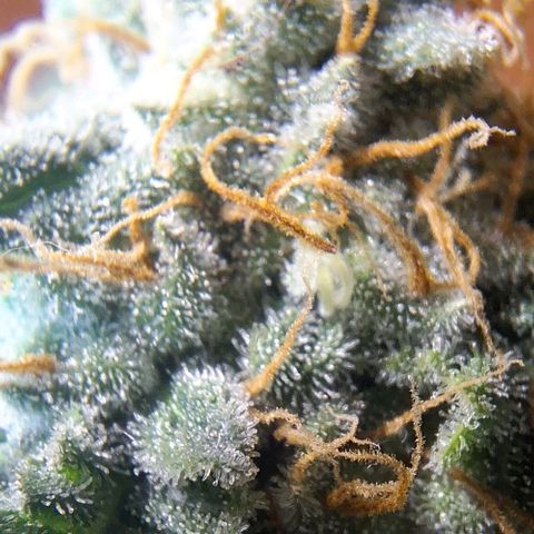 Lebron Haze - BSF growlog timeline photo