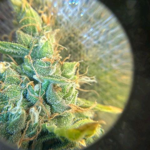 Withe Widow Auto - Trikoma seeds growlog timeline photo