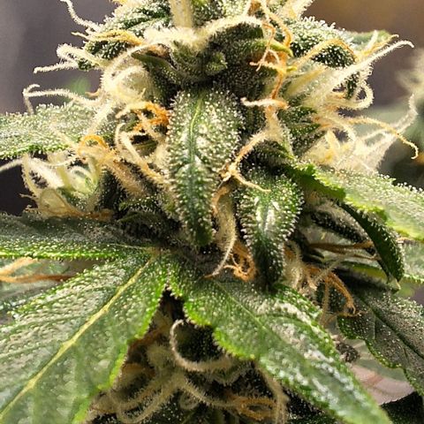 1️⃣-Fast Buds Mix - Auto growlog photo: 400ml água - bacillus thuringiensis