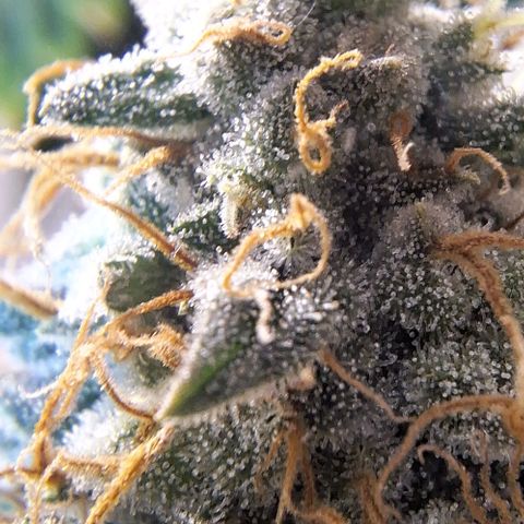 Lebron Haze - BSF growlog timeline photo
