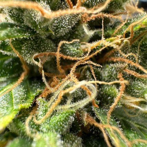 Withe Widow Auto - Trikoma seeds growlog timeline photo