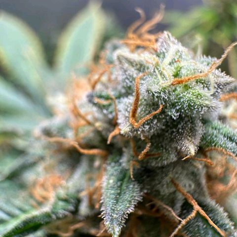 Lebron Haze - BSF growlog timeline photo