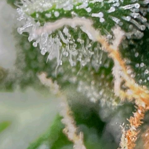 Withe Widow Auto - Trikoma seeds growlog timeline photo