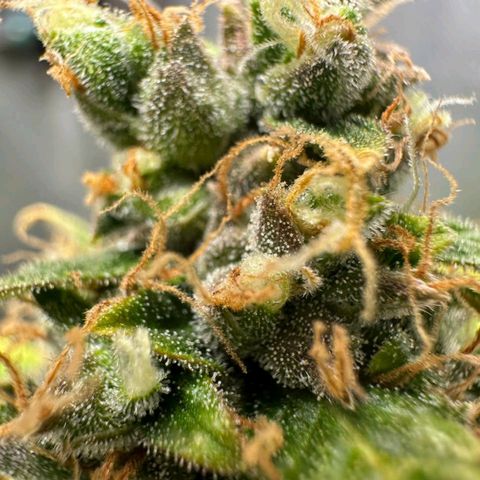 Withe Widow Auto - Trikoma seeds growlog timeline photo