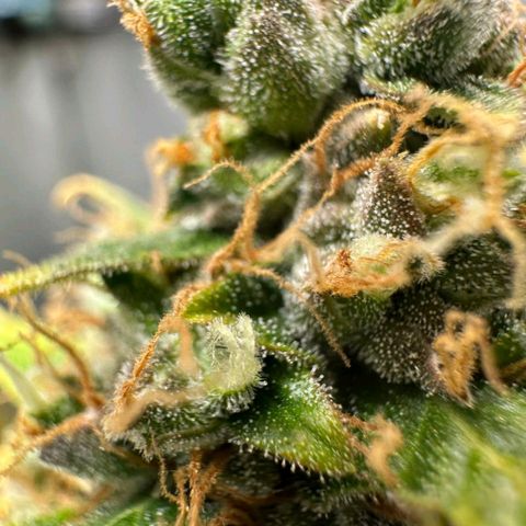 Withe Widow Auto - Trikoma seeds growlog timeline photo