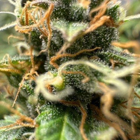 Withe Widow Auto - Trikoma seeds growlog timeline photo