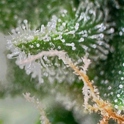 Withe Widow Auto - Trikoma seeds growlog timeline photo