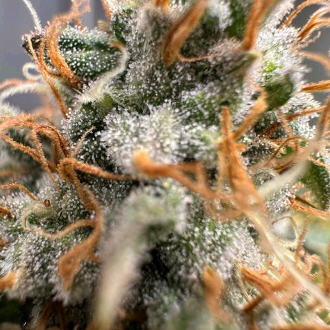 Lebron Haze - BSF growlog timeline photo