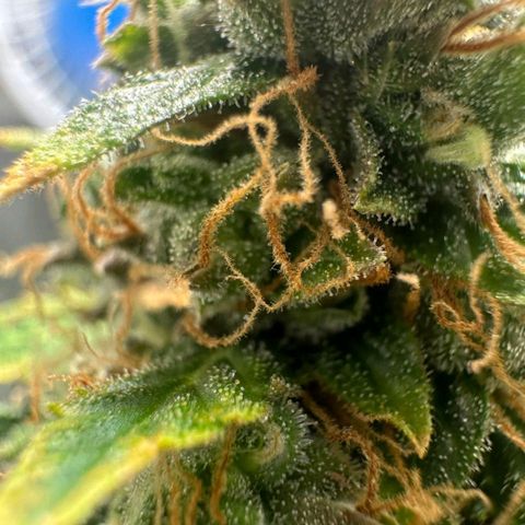 Withe Widow Auto - Trikoma seeds growlog timeline photo
