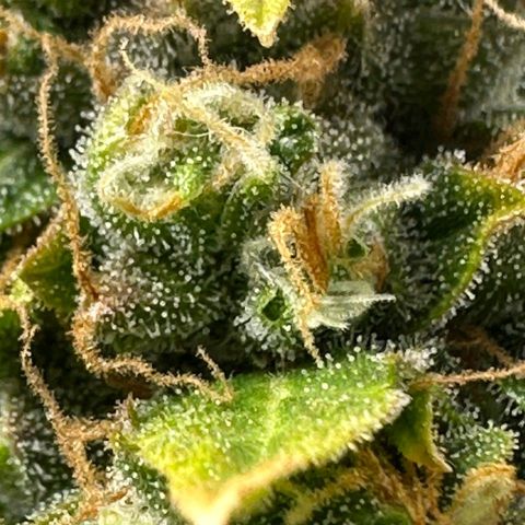 Withe Widow Auto - Trikoma seeds growlog timeline photo