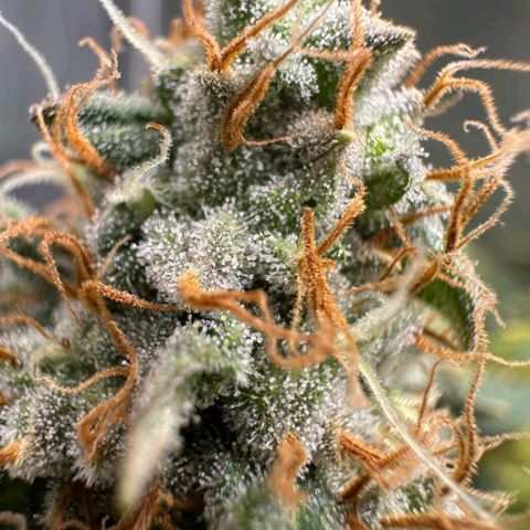 Lebron Haze - BSF growlog timeline photo