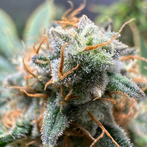 Lebron Haze - BSF growlog timeline photo