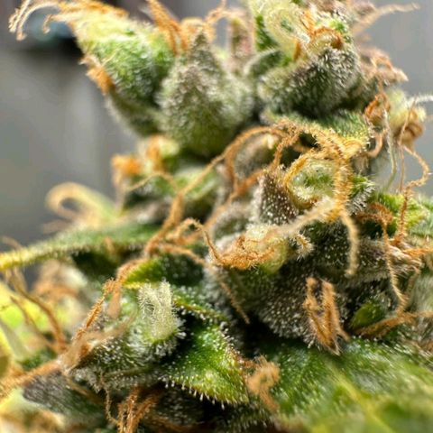 Withe Widow Auto - Trikoma seeds growlog timeline photo