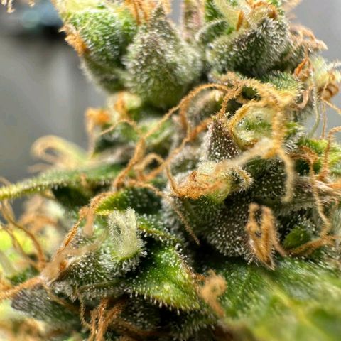 Withe Widow Auto - Trikoma seeds growlog timeline photo