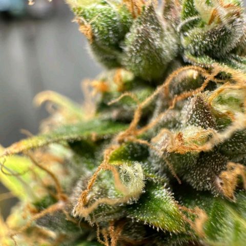 Withe Widow Auto - Trikoma seeds growlog timeline photo