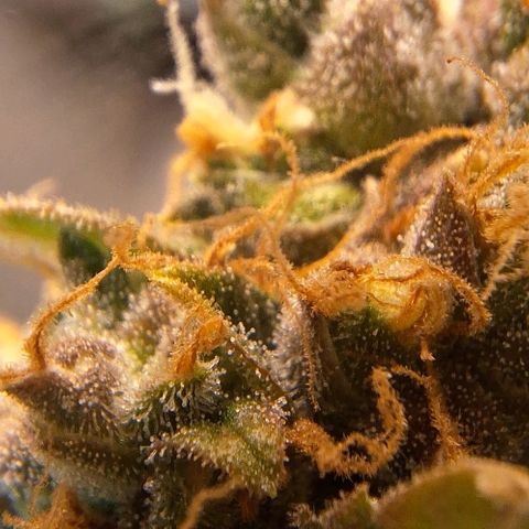 Withe Widow Auto - Trikoma seeds growlog timeline photo
