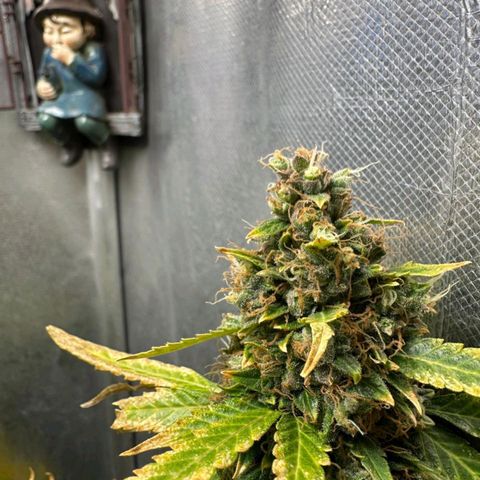 Withe Widow Auto - Trikoma seeds growlog timeline photo