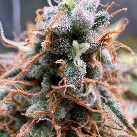 Lebron Haze - BSF growlog timeline photo