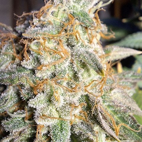 Lebron Haze - BSF growlog timeline photo
