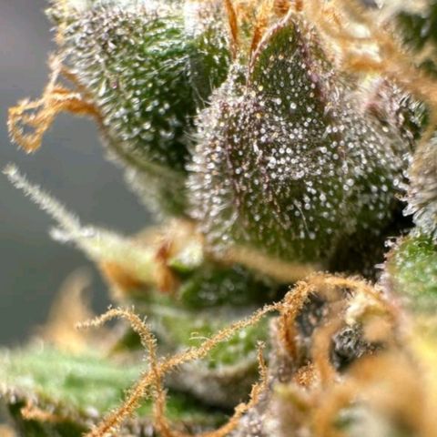 Withe Widow Auto - Trikoma seeds growlog timeline photo