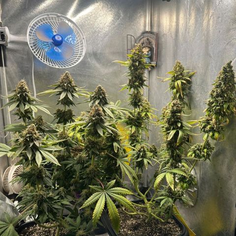 Withe Widow Auto - Trikoma seeds growlog timeline photo
