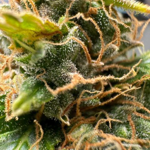 Withe Widow Auto - Trikoma seeds growlog timeline photo