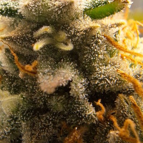 Lebron Haze - BSF growlog timeline photo