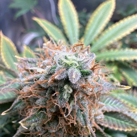 Lebron Haze - BSF growlog timeline photo