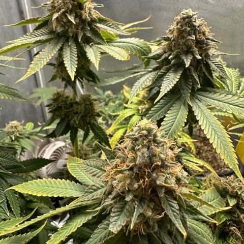 Lebron Haze - BSF growlog timeline photo