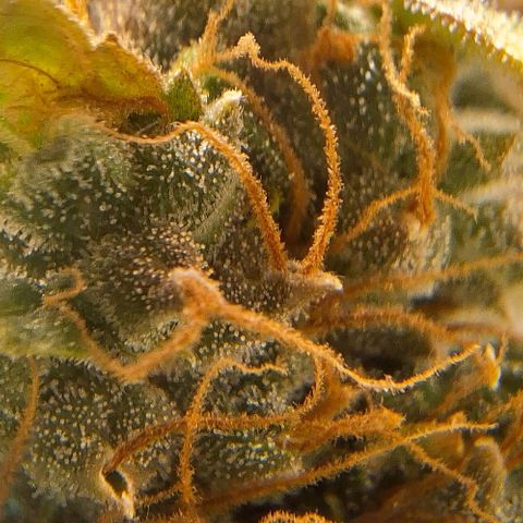 Withe Widow Auto - Trikoma seeds growlog timeline photo